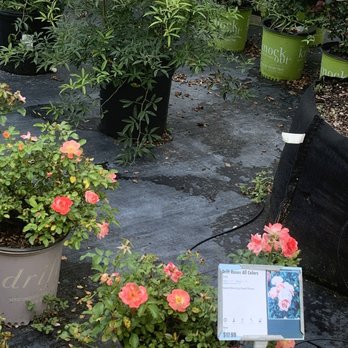 Johns Nursery 210 - Nurseries & Gardening Near Me - Saint Johns, Florida Johns Nursery 210 - Nurseries & Gardening Near Me - Saint Johns, Florida