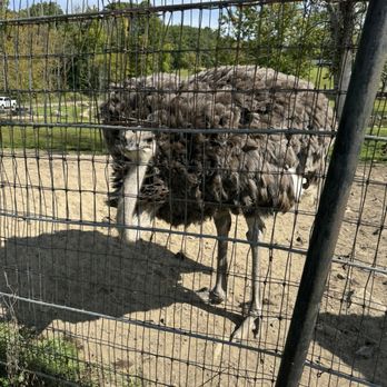 Action Wildlife Foundation - Feisty ostrich - Zoos Near Me - Goshen, Connecticut Action Wildlife Foundation - Feisty ostrich - Zoos Near Me - Goshen, Connecticut