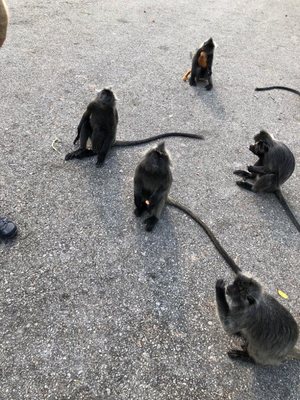 Malawati Hill بوكيت ملاوتي by null