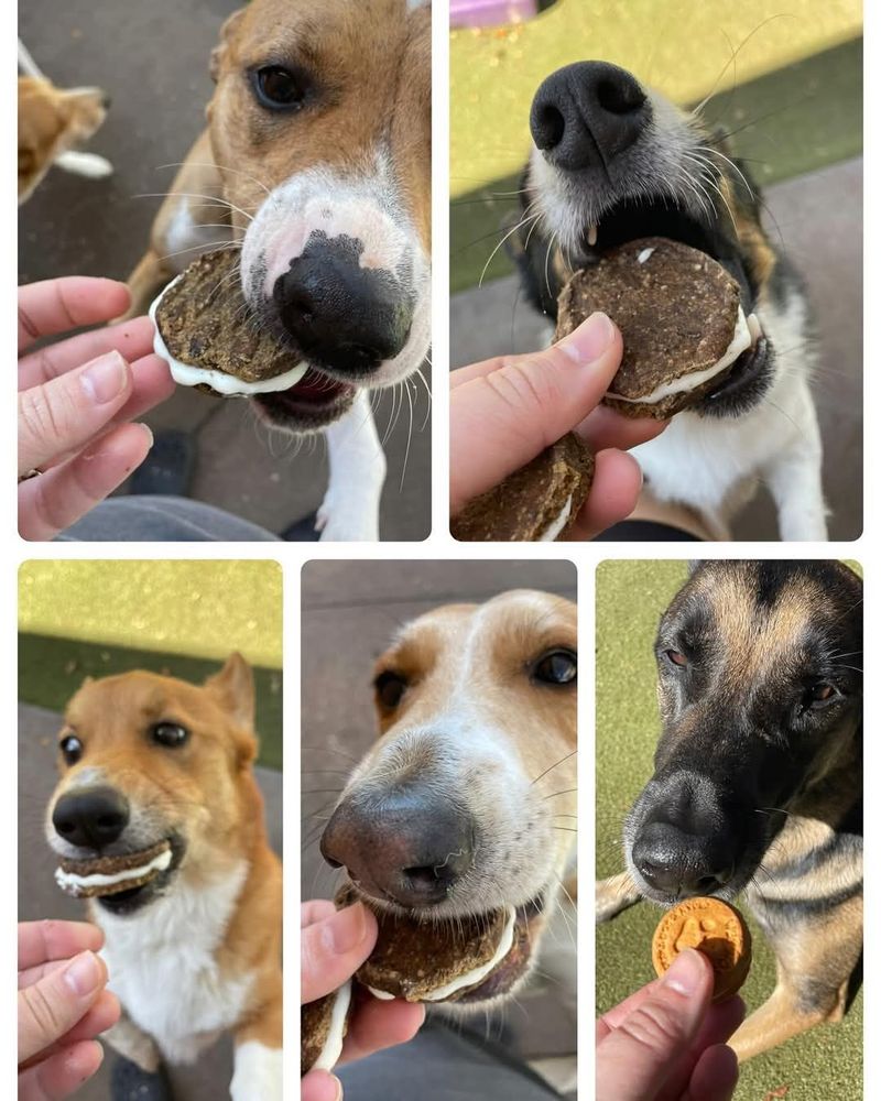 Eastman's Escape - pet boarding facility in Winter Park, FL