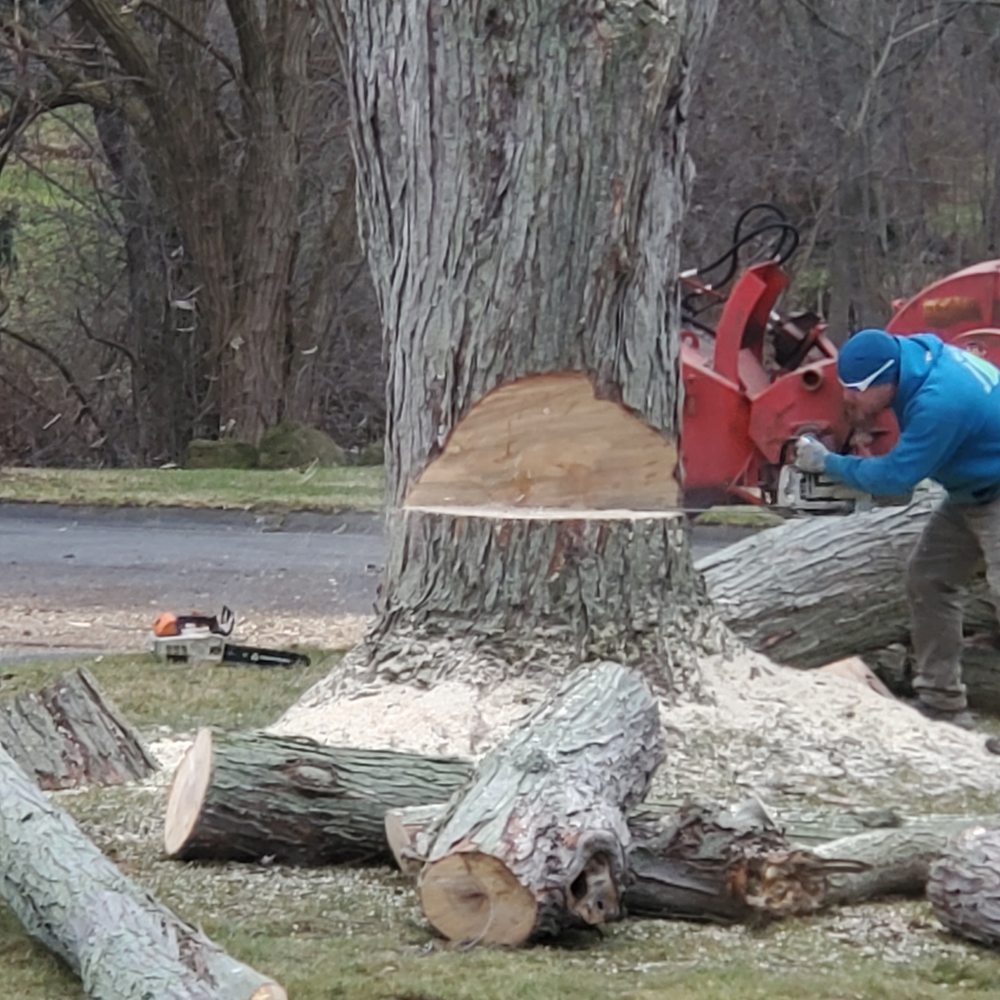 Kustom Tree Care - Tree Services Near Me - Churchville, New York Kustom Tree Care - Tree Services Near Me - Churchville, New York