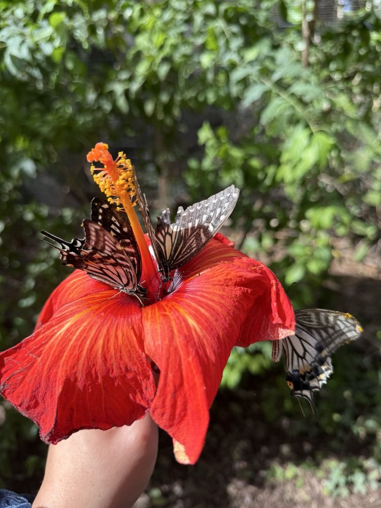 The Maui Butterfly Farm