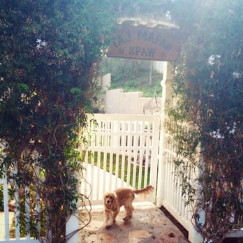 Taj Mapaw Dog Spa - Leroy loves coming here! - Pet Groomers Near Me - Placentia, California Taj Mapaw Dog Spa - Leroy loves coming here! - Pet Groomers Near Me - Placentia, California