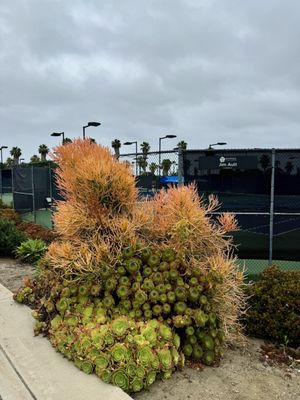 Barnes Tennis Center by null