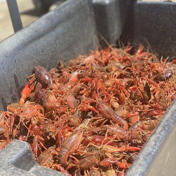 Red Mountain Crawfish - a container full of crawfish - Seafood Near Me - Birmingham, Alabama Red Mountain Crawfish - a container full of crawfish - Seafood Near Me - Birmingham, Alabama