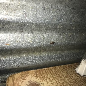 5 Burro Cafe - Cockroach 1minute prior to execution. - Mexican Near Me - Forest Hills, New York