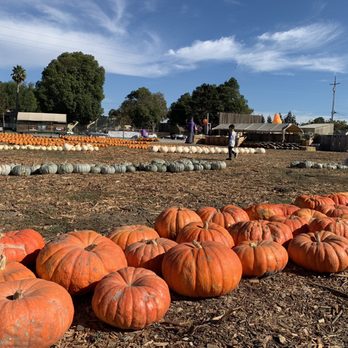 Jacobs Farms - Pumpkin Patches Near Me - San Jose, California Jacobs Farms - Pumpkin Patches Near Me - San Jose, California