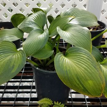 Sebright Gardens - Hosta Rich deep color tones and textured ribs add to the wonder... variations seem to be unlimited. - Nurseries & Gardening Near Me - Salem, Oregon