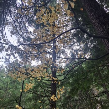 Osborne Mountain Trail - Hiking Near Me - Ashford, Washington Osborne Mountain Trail - Hiking Near Me - Ashford, Washington