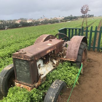 The Flower Fields - Sparse flowers - Venues & Event Spaces Near Me - Carlsbad, California The Flower Fields - Sparse flowers - Venues & Event Spaces Near Me - Carlsbad, California