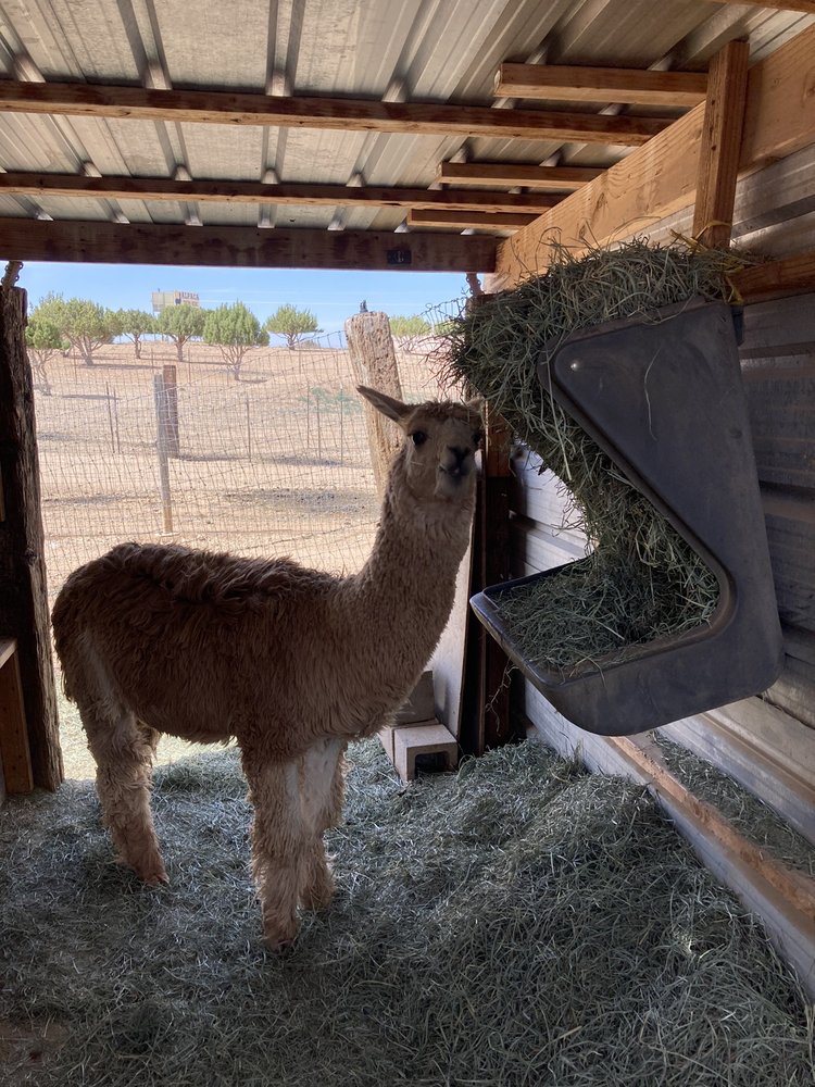 Alpacas of the Southwest Logo
