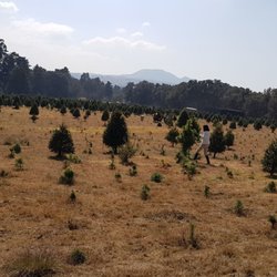 Bosque de los Árboles de Navidad - Gran lugar para iniciar con el espíritu navideño. La atención y servicios son excelentes y pasas un rato gradable y sin contratiempo.