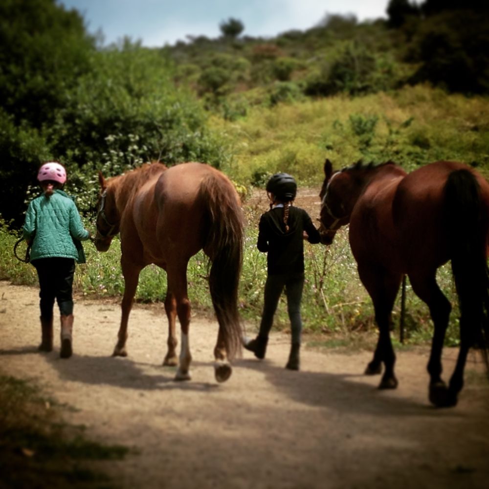 Lessons With Denise - equestrian in Half Moon Bay, CA