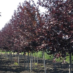 Arrowhead Nurseries - Schubert Choke Cherries