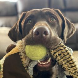 Mutt Masters - Oswald - Service Dog in Training
