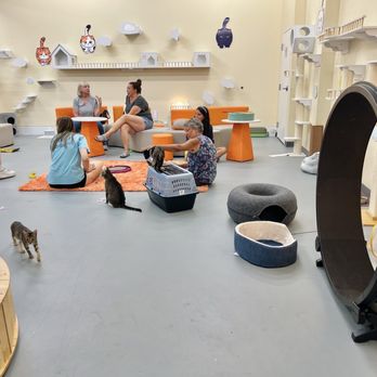 Pawz Pet Cafe - Cat sanctuary - Pet Adoption Near Me - Carmel, Indiana Pawz Pet Cafe - Cat sanctuary - Pet Adoption Near Me - Carmel, Indiana
