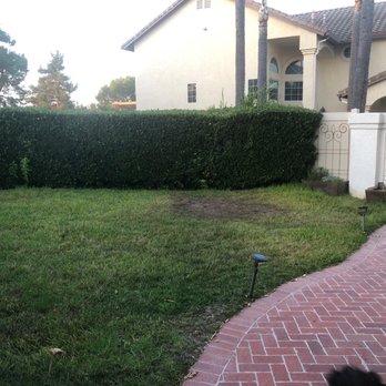 Cal Art Turf - Grass and hedges removed. - Artificial Turf Near Me - Mission Viejo, California
