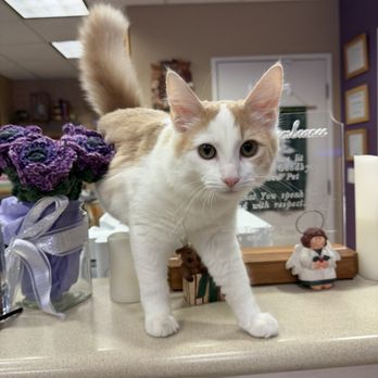 Ark Pet Hospital - Office cats! - Veterinarians Near Me - Antioch, California Ark Pet Hospital - Office cats! - Veterinarians Near Me - Antioch, California