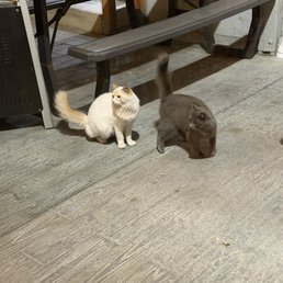 Cats Cats