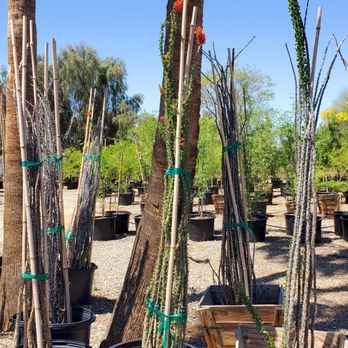 Marbil Nursery Creations - Ocotillo - Nurseries & Gardening Near Me - Litchfield Park, Arizona