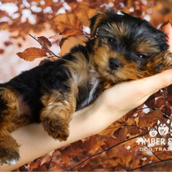 Timber and Co. Dog Boarding/Daycare - Puppy training at Timber & Co. focuses on confidence-building, gentle handling, and positive reinforcement--helping young dogs...