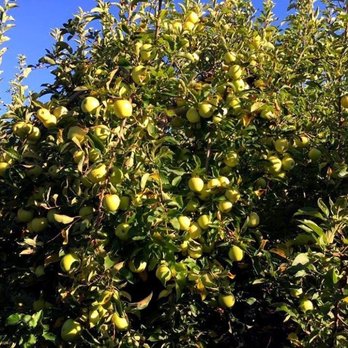 Lynd's Fruit Farm - Golden delicious tree - Fruits & Veggies Near Me - Pataskala, Ohio