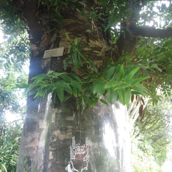 Royal Botanic Gardens - possum-proofing - Botanical Gardens Near Me - Sydney, NSW Royal Botanic Gardens - possum-proofing - Botanical Gardens Near Me - Sydney, NSW