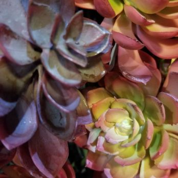 Coast Hills Pharmacy - Beautiful realistic plants! - Drugstores Near Me - Newport Beach, California