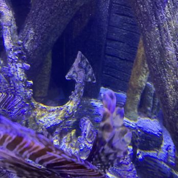 Sea Life Aquarium - Aquariums Near Me - Carlsbad, California Sea Life Aquarium - Aquariums Near Me - Carlsbad, California