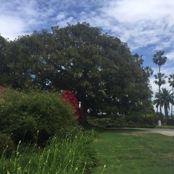 Rancho Los Alamitos - Fig tree planted by Florence Bixby in the decade of 1920 - Landmarks & Historical Buildings Near Me - Long Beach, California Rancho Los Alamitos - Fig tree planted by Florence Bixby in the decade of 1920 - Landmarks & Historical Buildings Near Me - Long Beach, California