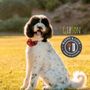 Photo of Happy & Love Mobile Pet Grooming