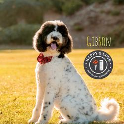 Happy & Love Mobile Pet Grooming - Gibson
