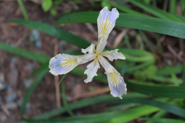 Lady Bird Johnson Grove Trail by null