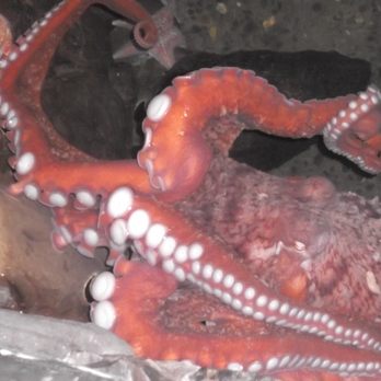 Seaside Aquarium - Aquariums Near Me - Seaside, Oregon Seaside Aquarium - Aquariums Near Me - Seaside, Oregon