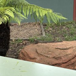 Maru Koala & Animal Park