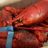 Steamers gift card