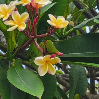 Hana and Beyond Tours - Plumeria found along the way. - Bus Tours Near Me Hana and Beyond Tours - Plumeria found along the way. - Bus Tours Near Me
