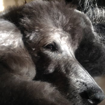 Happy Endings In-Home Pet Euthanasia - Sadie  R.I.P. - Veterinarians Near Me - Phoenix, Arizona