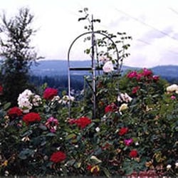 A Cascade View