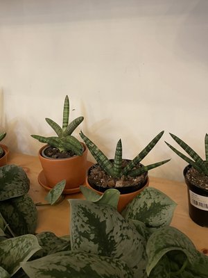 The Plant Outpost by null