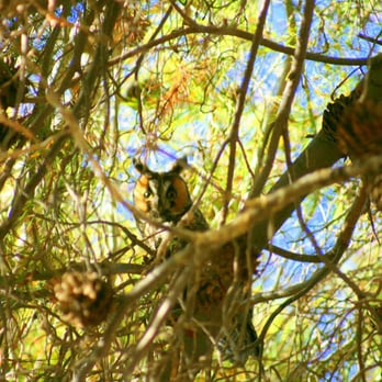 Mercey Hot Springs - Owl spotting! - Resorts Near Me - Firebaugh, California Mercey Hot Springs - Owl spotting! - Resorts Near Me - Firebaugh, California