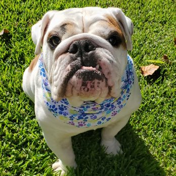 Doggie Depot - Pet Groomers Near Me - Arcadia, California