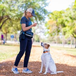 Smart Dogs Walk - Eyes up, ears open, ready to learn.