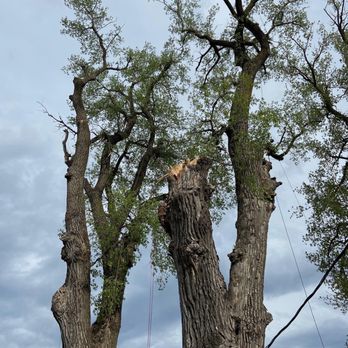 Atrium Tree Service - Tree Services Near Me - Papillion, Nebraska Atrium Tree Service - Tree Services Near Me - Papillion, Nebraska