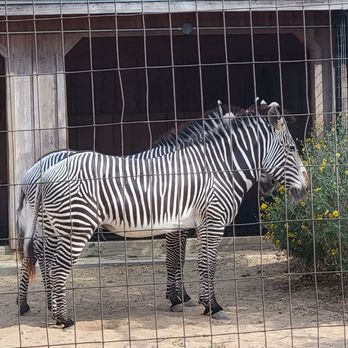 Austin Zoo - Zebras - Zoos Near Me - Austin, Texas