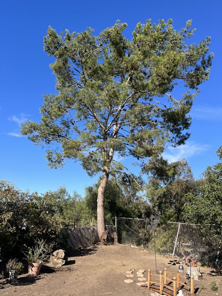 POPE TREE SERVICE Updated September 2024 23 Photos & 33 Reviews