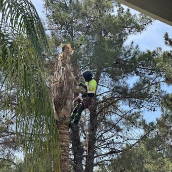 Raymundo Tree Service - Taken it in sections - Tree Services Near Me
