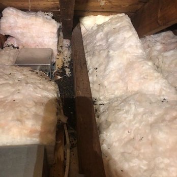 TJ's Home Inspection Services - Attic rodent droppings/hair - Home Inspectors Near Me TJ's Home Inspection Services - Attic rodent droppings/hair - Home Inspectors Near Me
