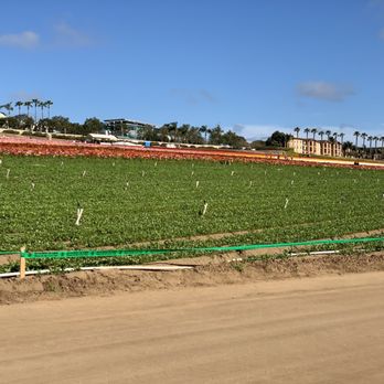 The Flower Fields - I wish i never came here, bad experience ever... - Venues & Event Spaces Near Me - Carlsbad, California