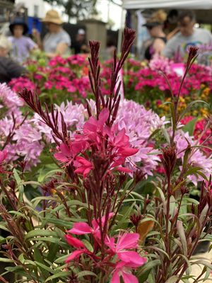 Rozelle Collectors Markets by null